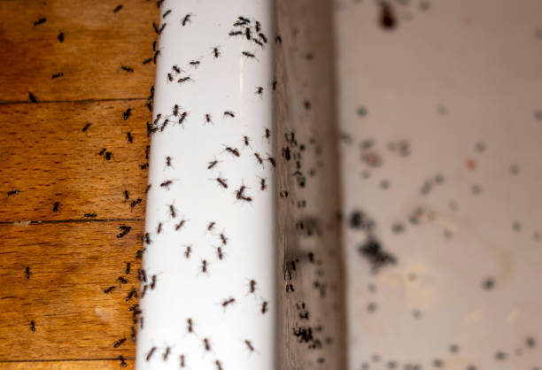 Pest Control Cost in Germantown, TN